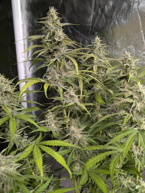 Frosted Guava Auto x2. Week 8