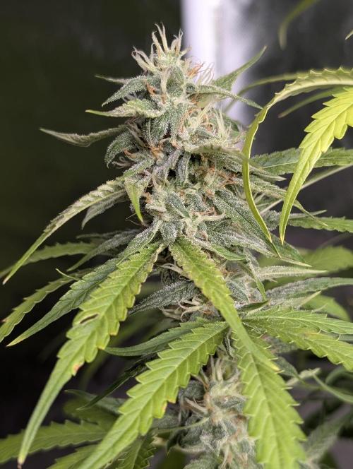 Frosted Guava Autoflowering. Week 8