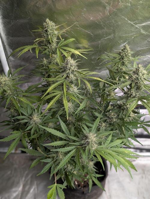 Guava X Gelato 41 x4. Week 8 - 1