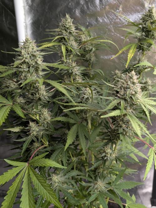 Guava X Gelato 41 x4. Week 8