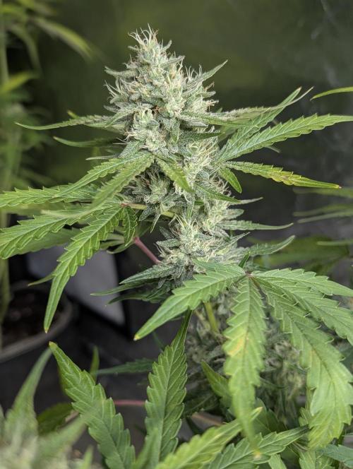 Guava X Gelato 41 x4. Week 8