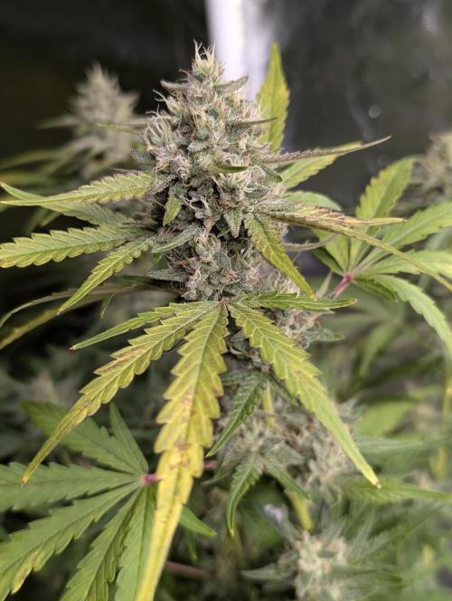Guava X Gelato 41 x4. Week 8