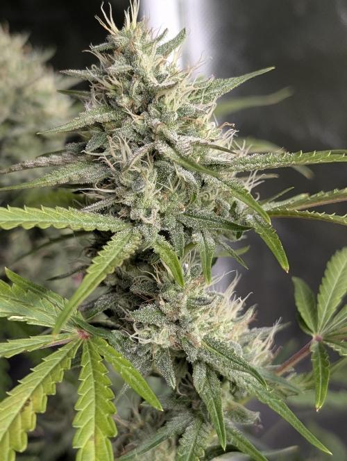 Guava X Gelato 41 x4. Week 8