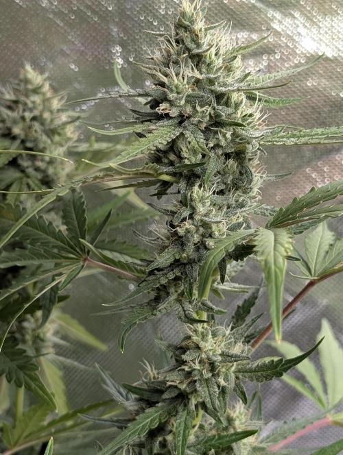 Guava X Gelato 41 x4. Week 8