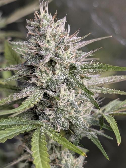 Guava X Gelato 41 x4. Week 8