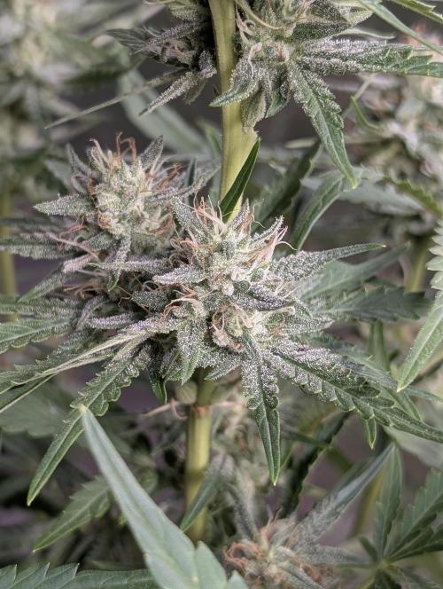 Guava X Gelato 41 x4. Week 8