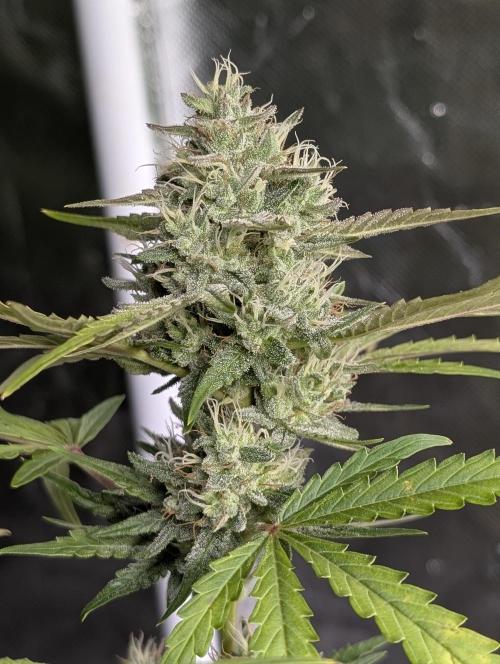 Guava X Gelato 41 x4. Week 8