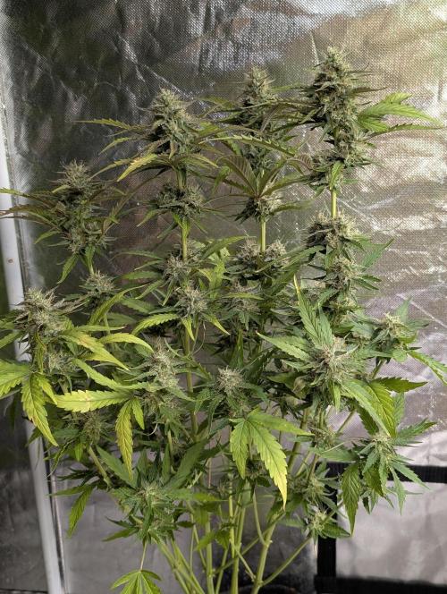 Guava X Gelato 41 x4. Week 8 - 2