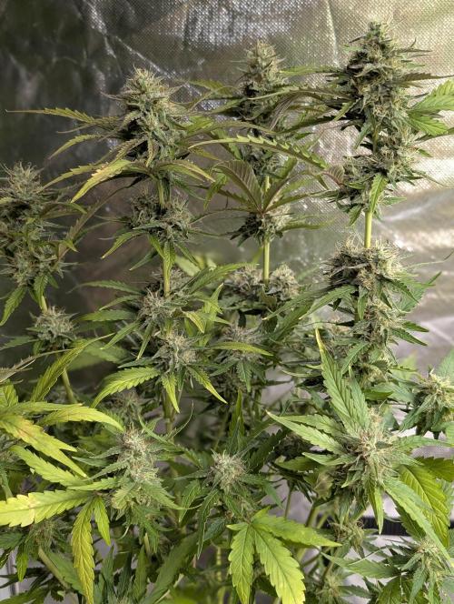 Guava X Gelato 41 x4. Week 8