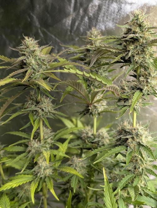 Guava X Gelato 41 x4. Week 8