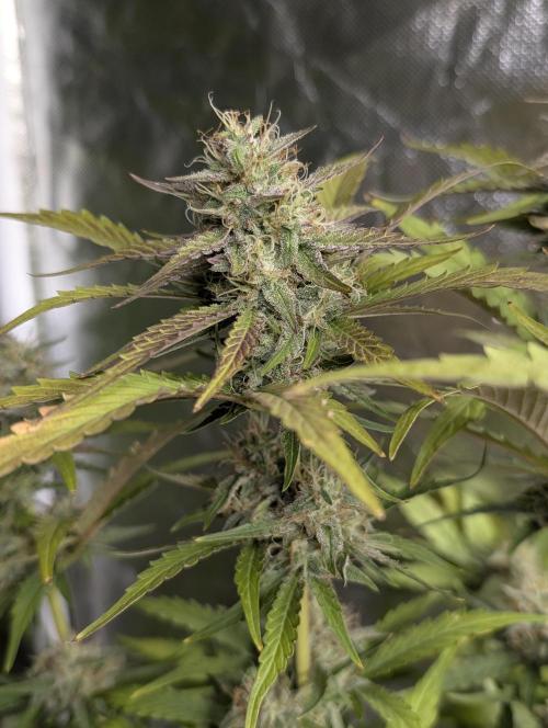Guava X Gelato 41 x4. Week 8
