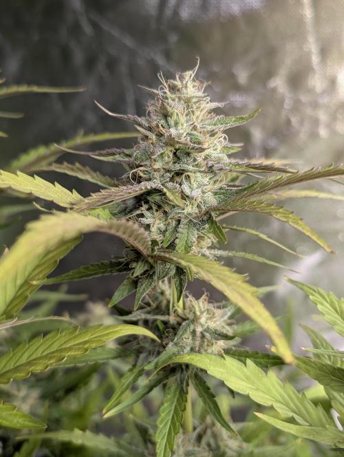Guava X Gelato 41 x4. Week 8