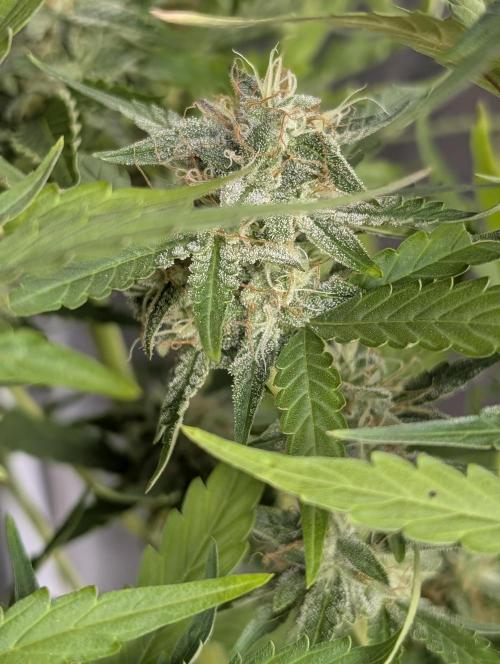 Guava X Gelato 41 x4. Week 8
