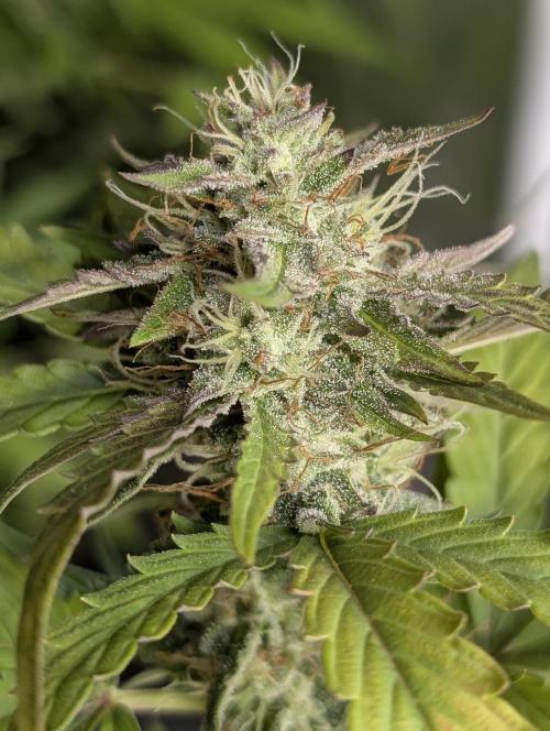 Guava X Gelato 41 x4. Week 8