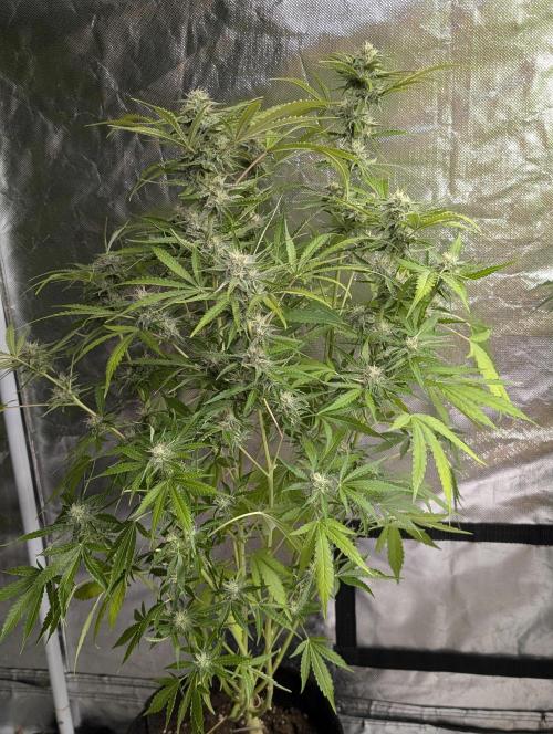 Guava X Gelato 41 x4. Week 8 - 3