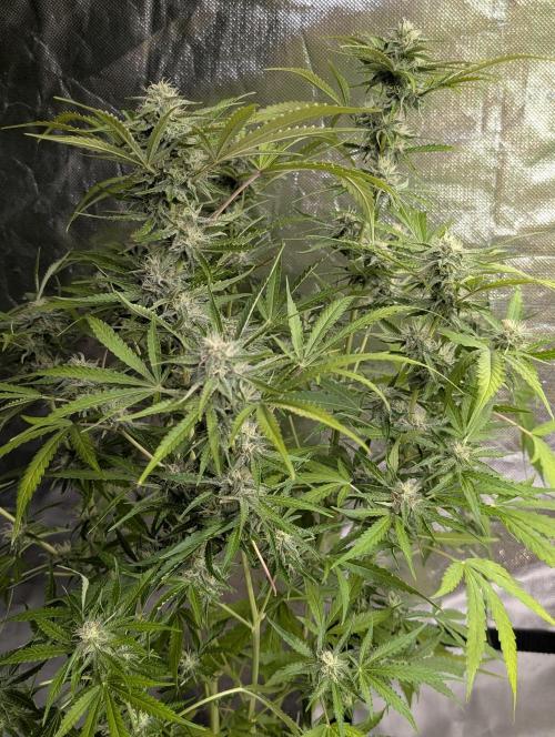 Guava X Gelato 41 x4. Week 8