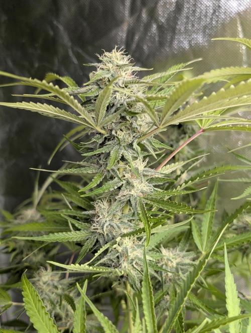 Guava X Gelato 41 x4. Week 8