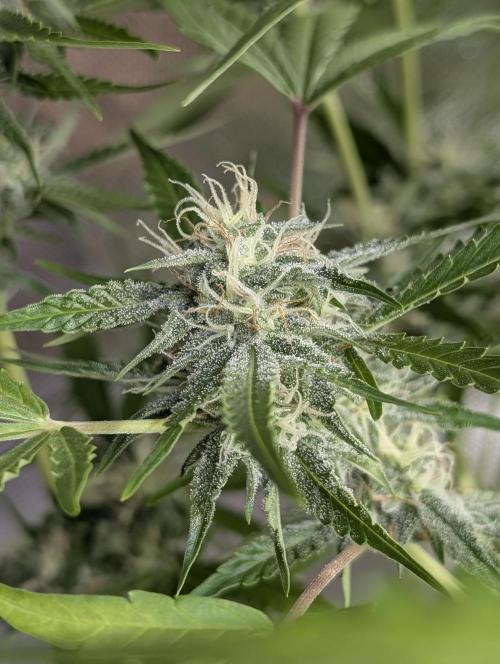 Guava X Gelato 41 x4. Week 8