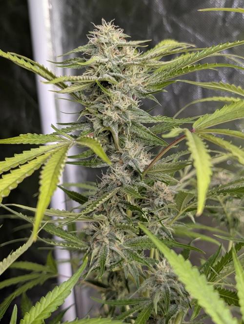 Guava X Gelato 41 x4. Week 8