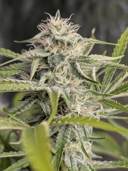 Guava X Gelato 41 x4. Week 8