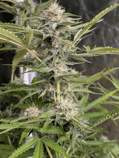 Guava X Gelato 41 x4. Week 8
