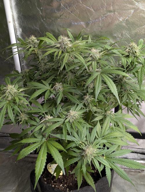 Guava X Gelato 41 x4. Week 8 - 4