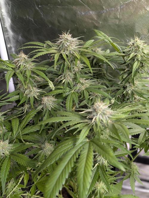 Guava X Gelato 41 x4. Week 8 - 4