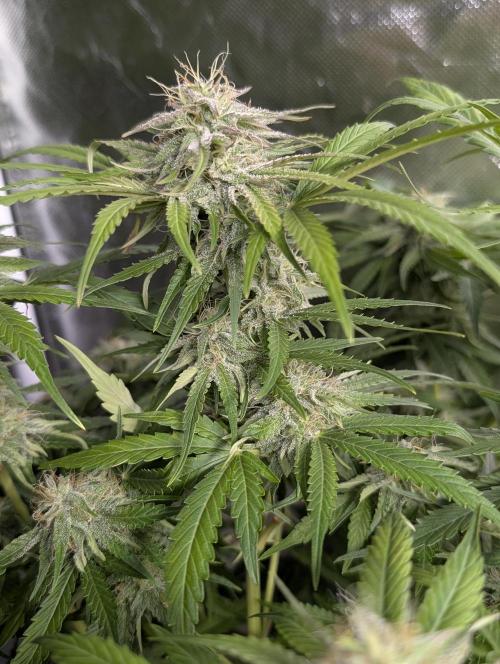 Guava X Gelato 41 x4. Week 8