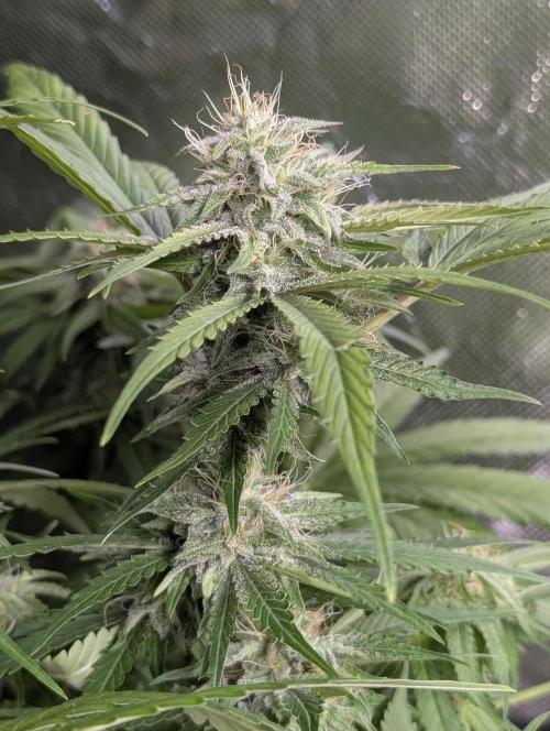 Guava X Gelato 41 x4. Week 8