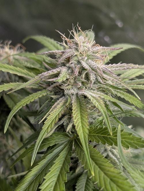 Guava X Gelato 41 x4. Week 8
