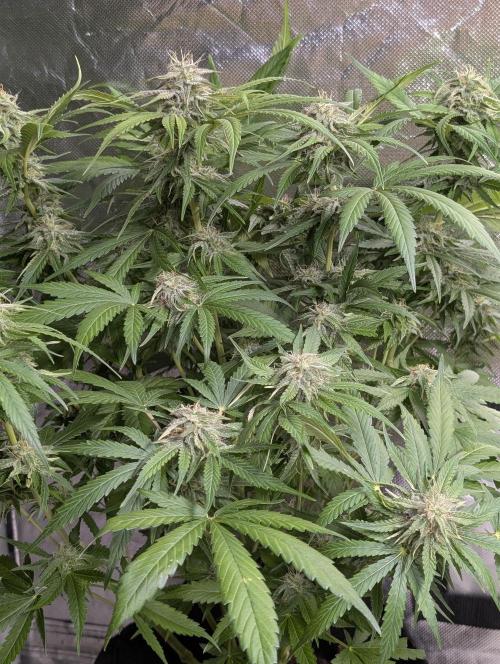 Guava X Gelato #41 Auto. Week 8