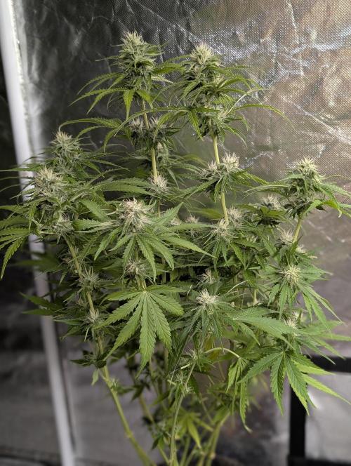 Guava X Gelato 41 x3. Week 8 - 1