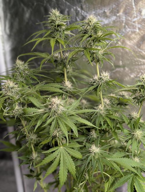 Guava X Gelato 41 x3. Week 8