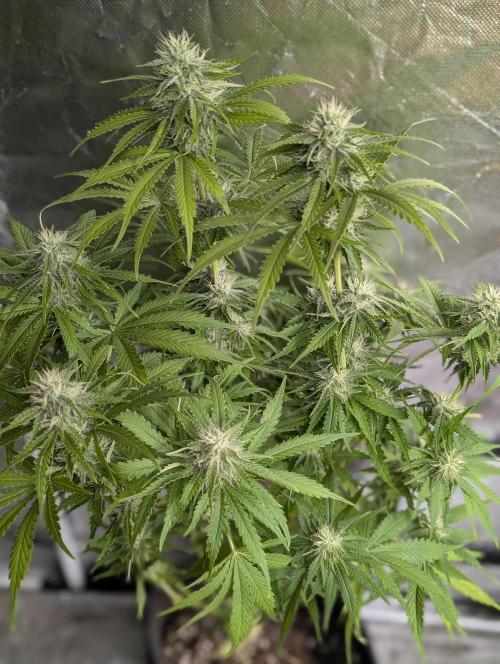 Guava X Gelato 41 x3. Week 8