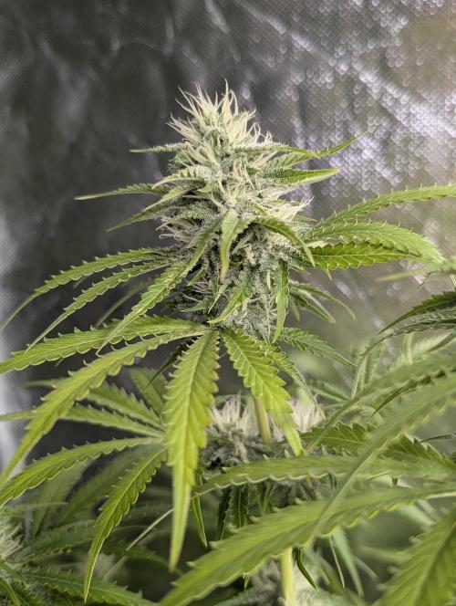 Guava X Gelato 41 x3. Week 8