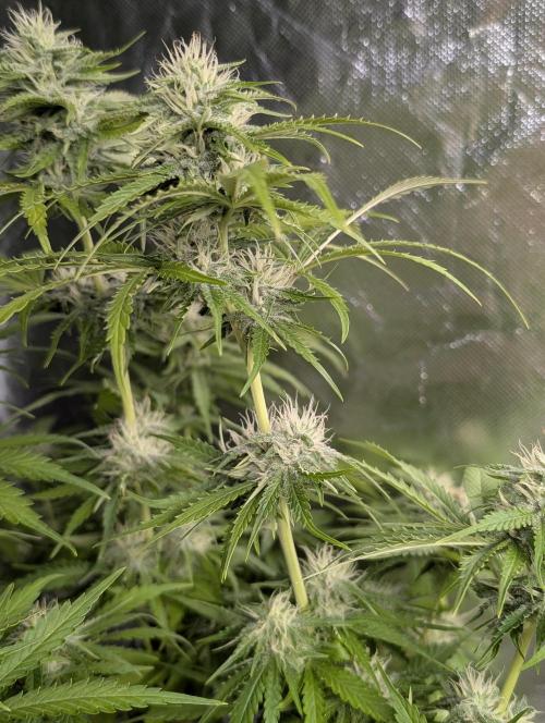 Guava X Gelato 41 x3. Week 8