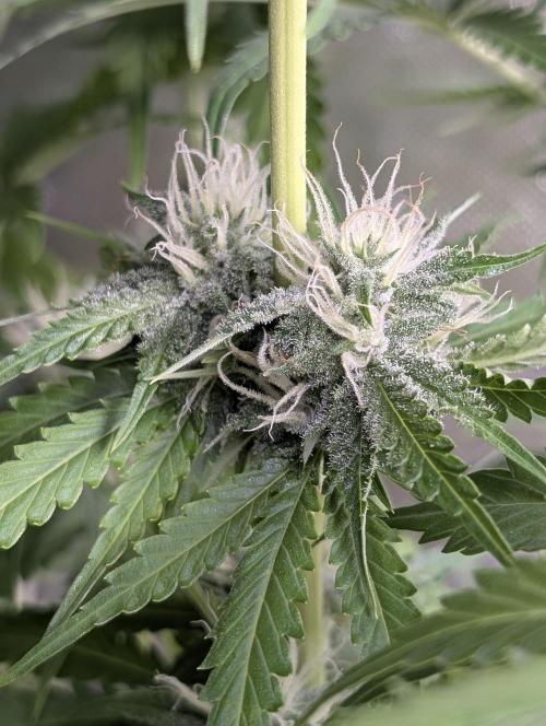 Guava X Gelato 41 x3. Week 8