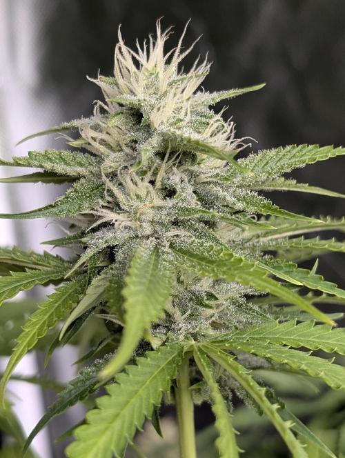 Guava X Gelato 41 x3. Week 8