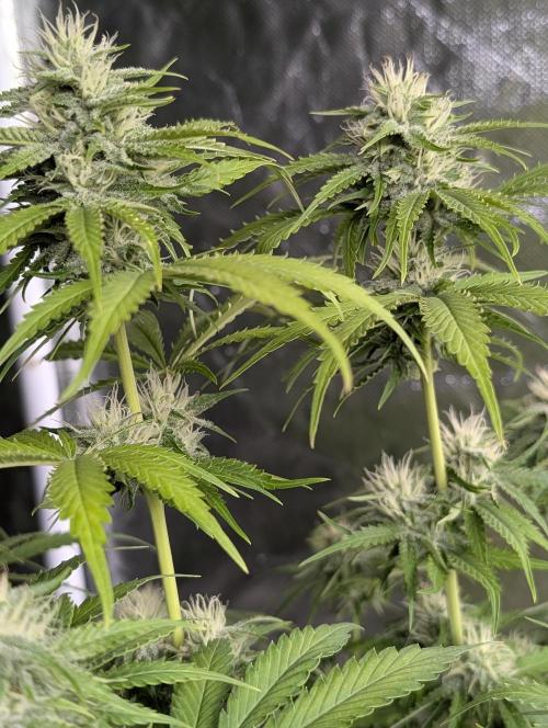 Guava X Gelato 41 x3. Week 8