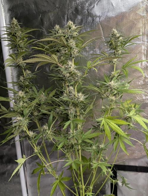 Guava X Gelato 41 x3. Week 8 - 2