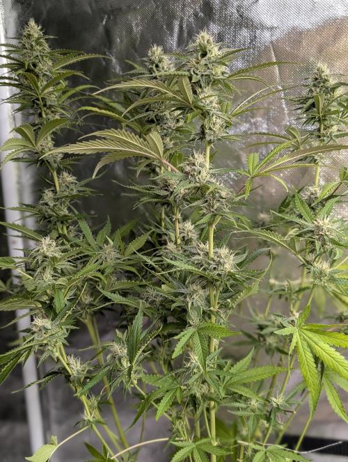 Guava X Gelato 41 x3. Week 8