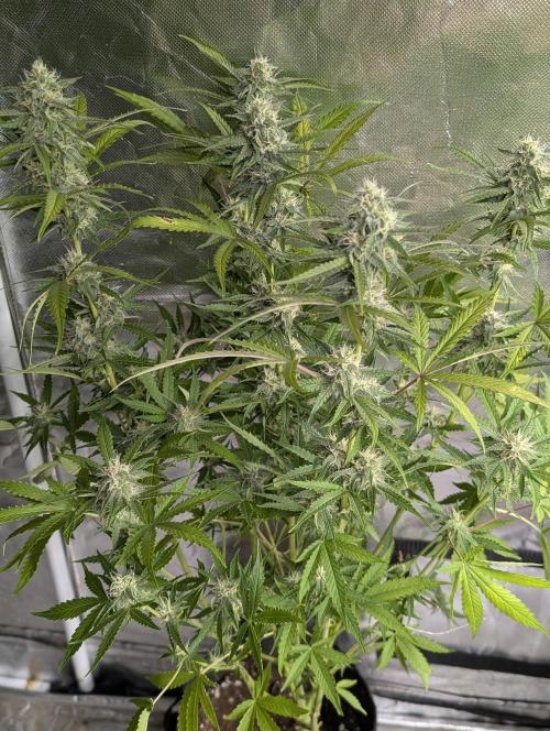 Guava X Gelato 41 x3. Week 8