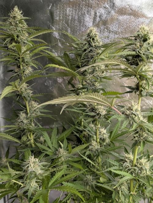Guava X Gelato 41 x3. Week 8