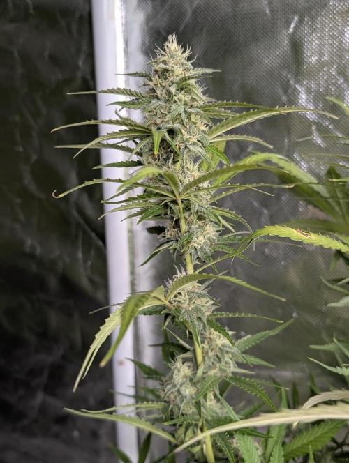 Guava X Gelato 41 x3. Week 8