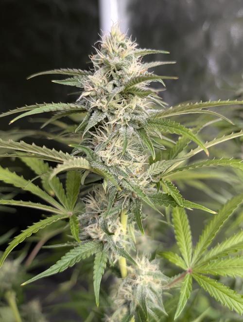 Guava X Gelato 41 x3. Week 8