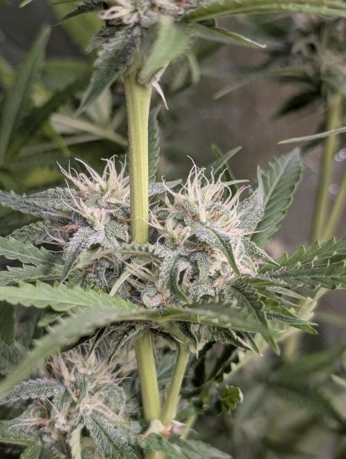 Guava X Gelato 41 x3. Week 8