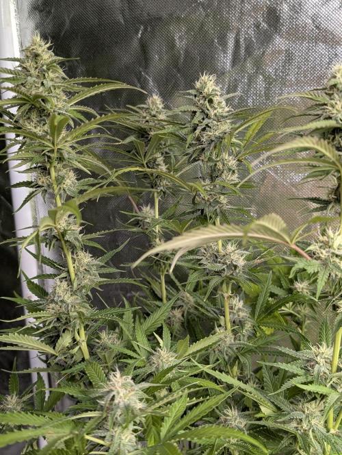 Guava X Gelato 41 x3. Week 8