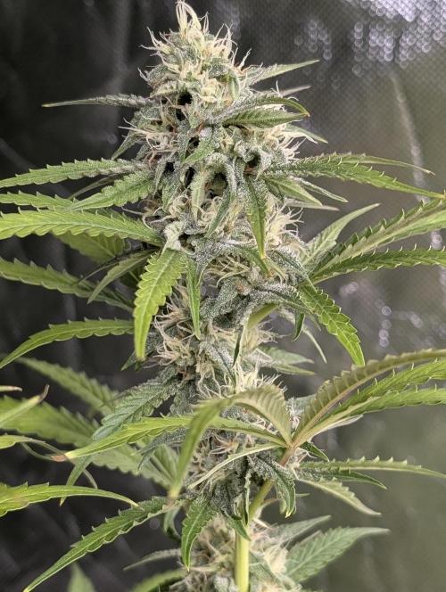 Guava X Gelato 41 x3. Week 8