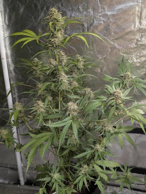 Guava X Gelato 41 x3. Week 8 - 3