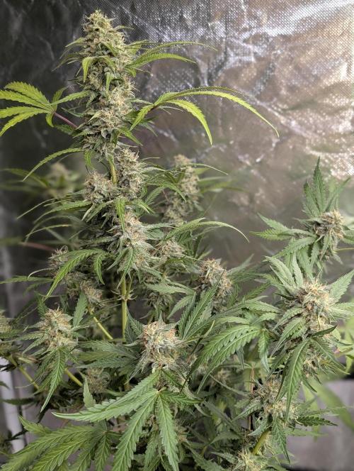 Guava X Gelato 41 x3. Week 8